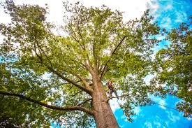 Best Seasonal Cleanup (Spring/Fall)  in South Uniontown, PA