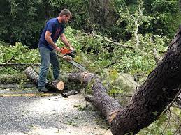 Best Tree Preservation Services  in South Uniontown, PA