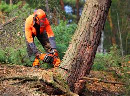 Best Arborist Consultation Services  in South Uniontown, PA