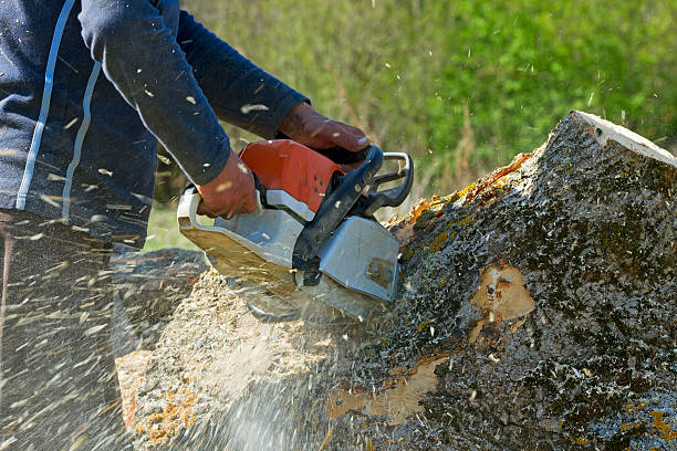 Reliable South Uniontown, PA Tree Services Solutions